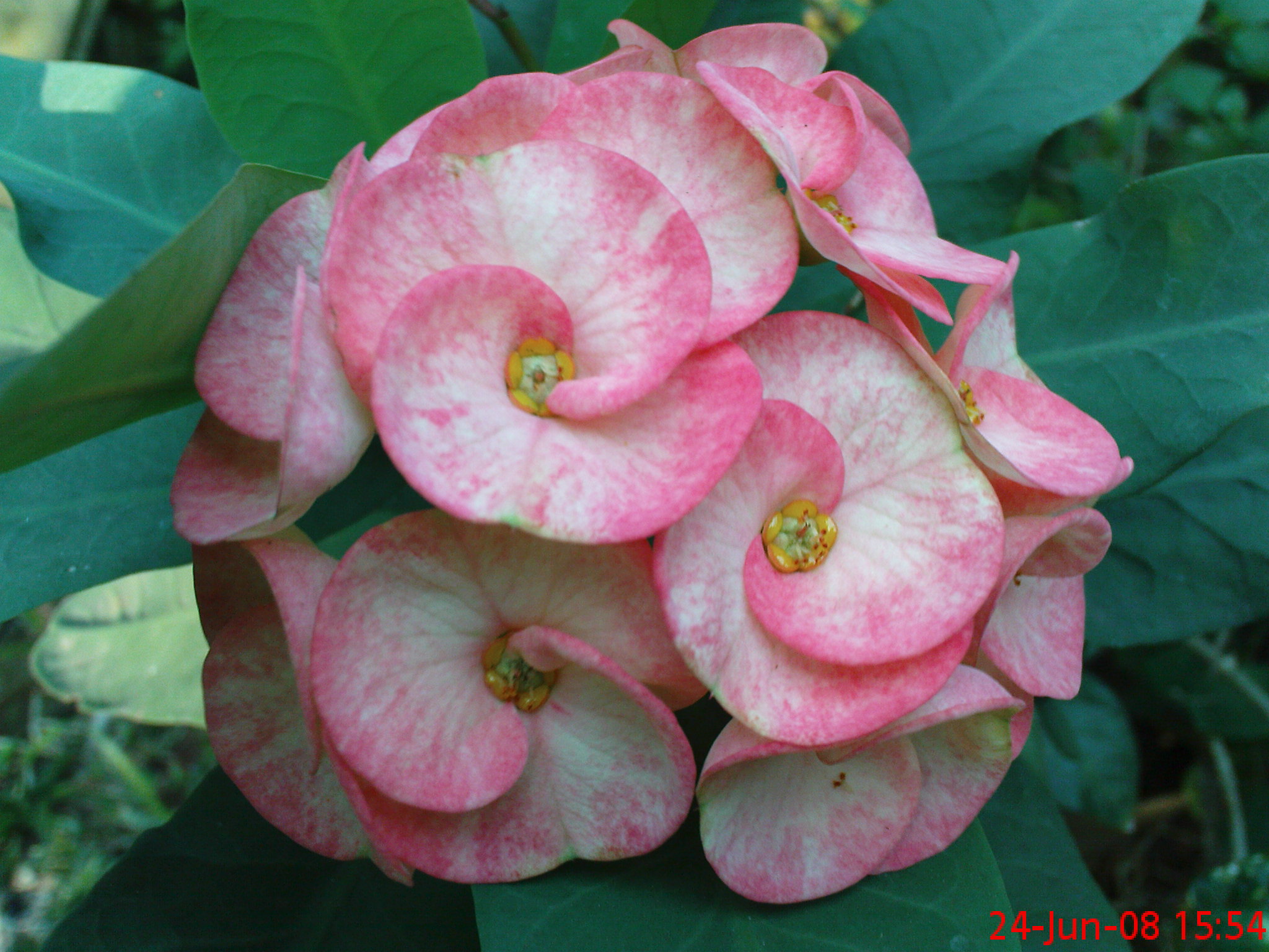 Bunga Euphorbia Riani S Flower Weblog